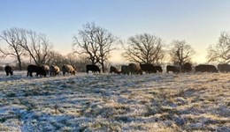 Grazing management for clover/ryegrass and multispecies swards